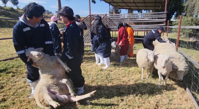 Investigadores descubren rara afección que genera joroba en ovejas y borregos