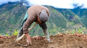 ¿Por qué se celebra el 24 de junio el Día del Campesino?