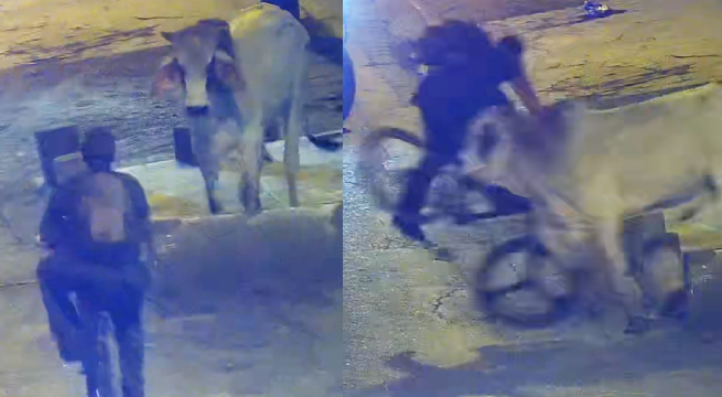 Toro escapa de camión y embiste a vecinos de El Agustino y Santa Anita [Video]