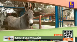 Los secretos y líos políticos detrás de la exportación de la carne de burro