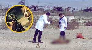 Hombre muere luego de ser atacado por cuatro perros en Tacna