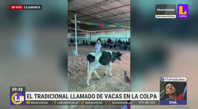 Cajamarca: así es el tradicional llamado a las vacas en La Colpa