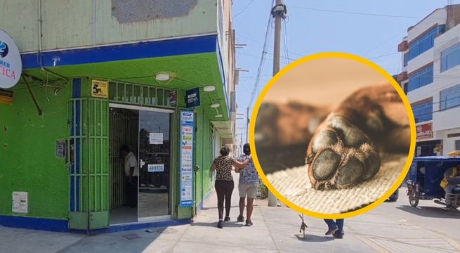 Policía mata de un balazo a perro solo porque lo olfateó