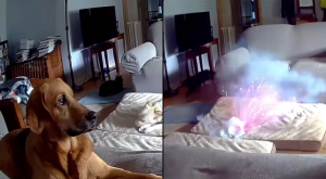 ¡Sin querer queriendo! Perrito provoca incendio al morder una batería