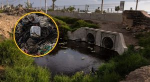 Chorrillos: contaminación y basura acumulada arruinan el ecosistema de los Pantanos de Villa