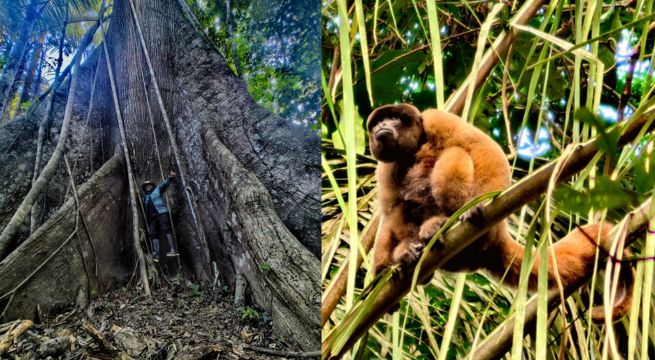 Hoy se estrena el documental “Nuestros Bosques”: a qué hora y donde ver