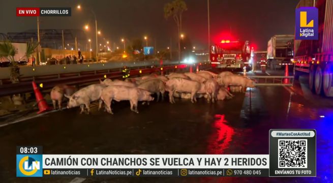 Choque de camión con chanchos deja dos heridos en Panamericana Sur