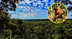 Los bosque del Perú como nunca antes los viste: Mira la galería de fotos del especial «Nuestros Bosques»