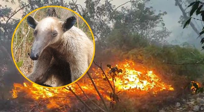 Incendio forestal: imágenes conmovedoras del rescate de un oso hormiguero