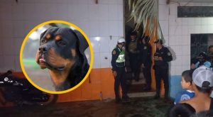 Pucallpa: niño pierde la vida tras ataque de perros Rottweiler