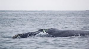 Advierten un incremento de ballenas atrapadas en redes en costas del Perú