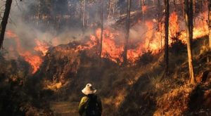 Estas son las regiones más afectadas por los incendios forestales