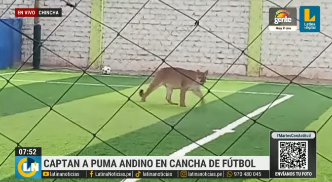 Chincha: Puma andino se escapa y camina libremente por la ciudad [VIDEO]