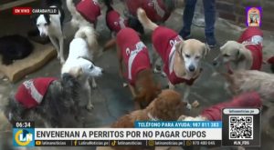 Envenenan a perritos de albergue porque dueños no pagaron cupo de 50 soles [VIDEO]