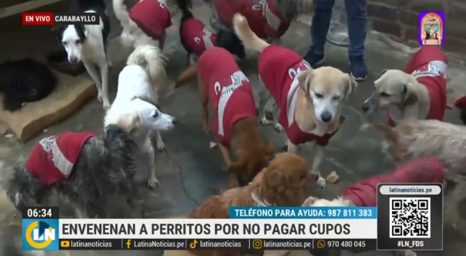 Envenenan a perritos de albergue porque dueños no pagaron cupo [VIDEO]