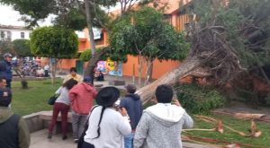 Vientos huracanados tumban árbol y casi mata a vendedores ambulantes [VIDEO]