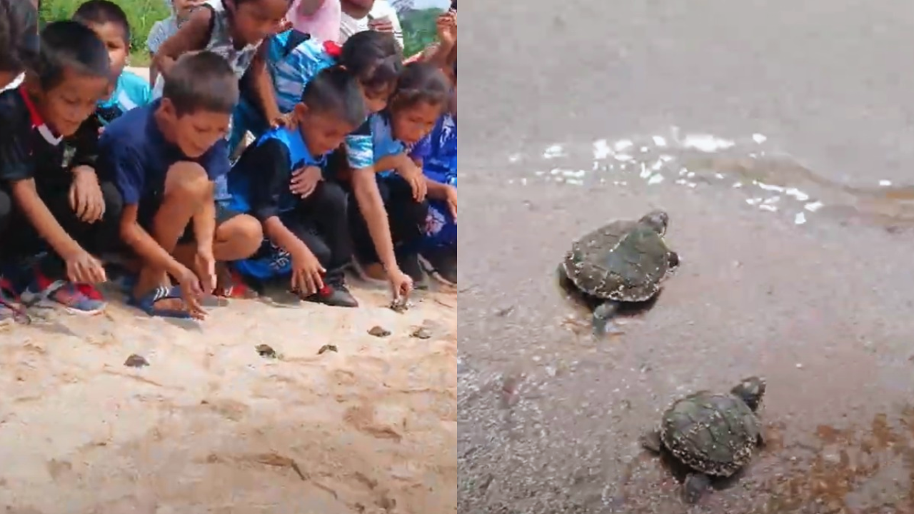 ¡De vuelta al río! Más de 500 crías de taricayas fueron liberadas para conservar su especie