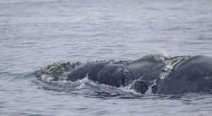 Solicitan crear áreas protegidas que permita la conservación de ballenas en el Pacífico