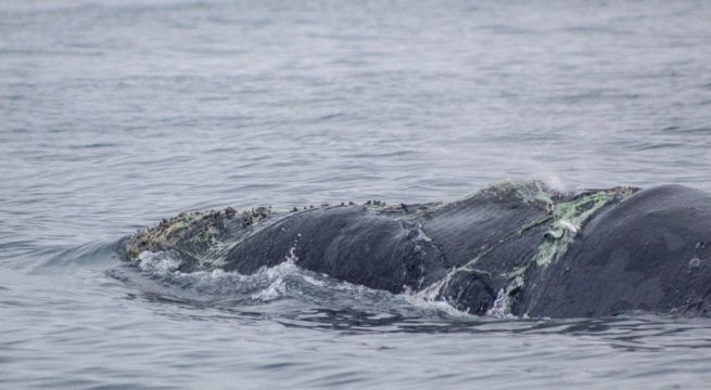 Solicitan crear áreas protegidas que permita la conservación de ballenas en el Pacífico