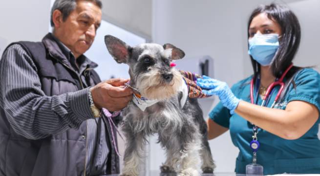 Conoce los requisitos para ingresar o salir del país si viajas con tu mascota