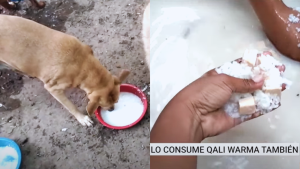 Albergue para perros consume las mismas conservas que distribuye Qali Warma