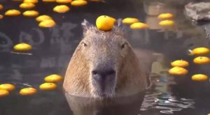 Furor por los capibaras: 10 datos de este animal de nuestra Amazonía