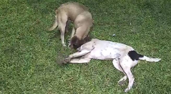 Envenenan y matan a 17 perros en parque del Callao