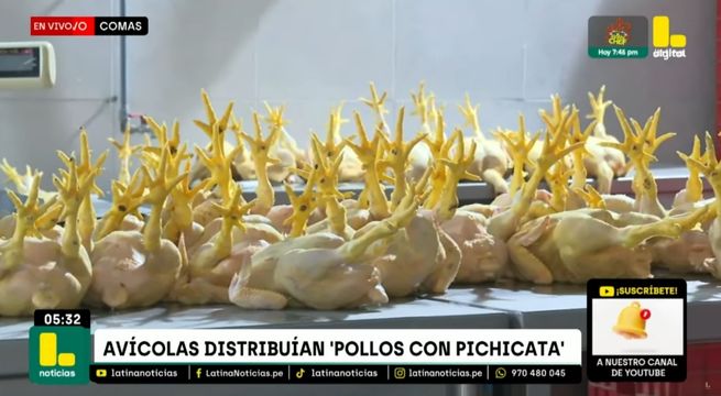 Comas: intervienen avícola clandestina por condiciones insalubres