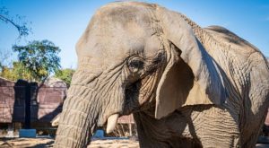 Murió Yoyo, la elefanta africana más longeva del mundo