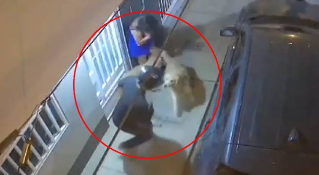 Perros enfrentaron a ladrones y evitaron robo a hermanos en Piura [Video]