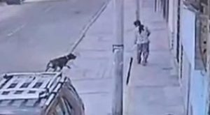 Mujer fue brutalmente atacada por perro rottweiler: evitó que muerda a su hija