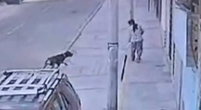 Mujer fue brutalmente atacada por perro rottweiler: evitó que muerda a su hija