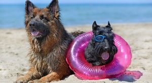 Playas pet friendly en Lima: los mejores destinos para disfrutar con tu mascota este verano