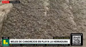 Playa La Herradura es cerrada de forma temporal por migración de arañas de mar | VIDEO