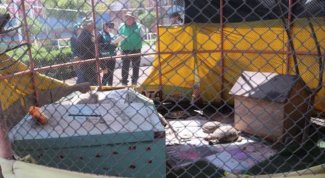 Arequipa: rescatan 7 tortugas con caparazones fracturados en parque infantil